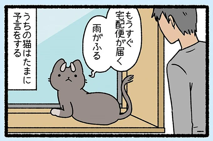 うちの猫はたまに予言をする