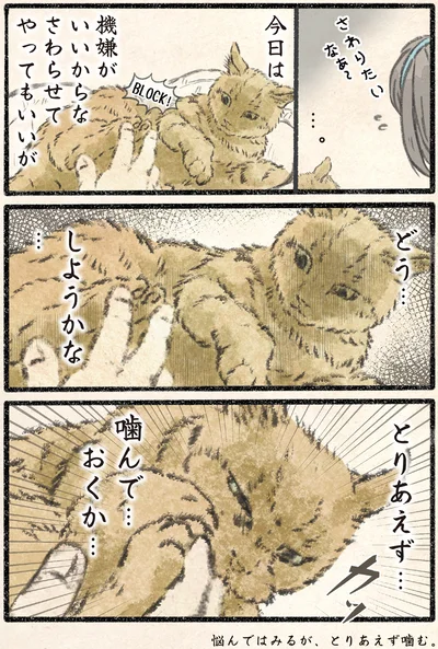 『今日もネコ様の圧が強い2』より