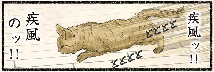 ネコの血が騒ぐッ！部屋中を駆け回る疾風のネコ様