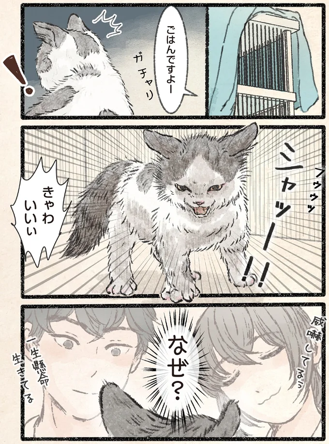 ごはんですよー