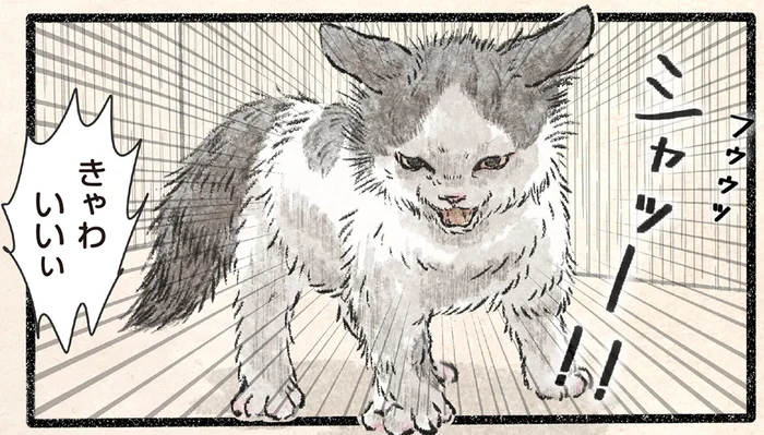 全身で威嚇してるのに！猫溺愛の飼い主に伝わらない子猫の怒り