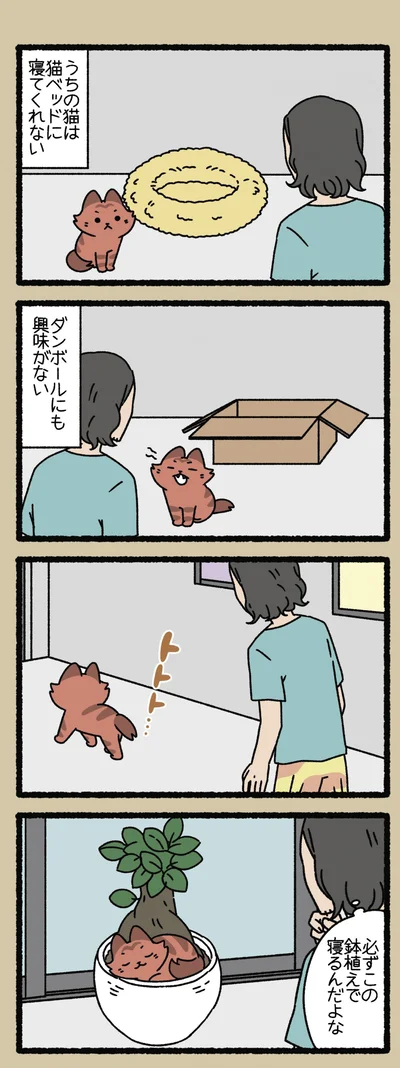 猫ベッドに寝てくれない