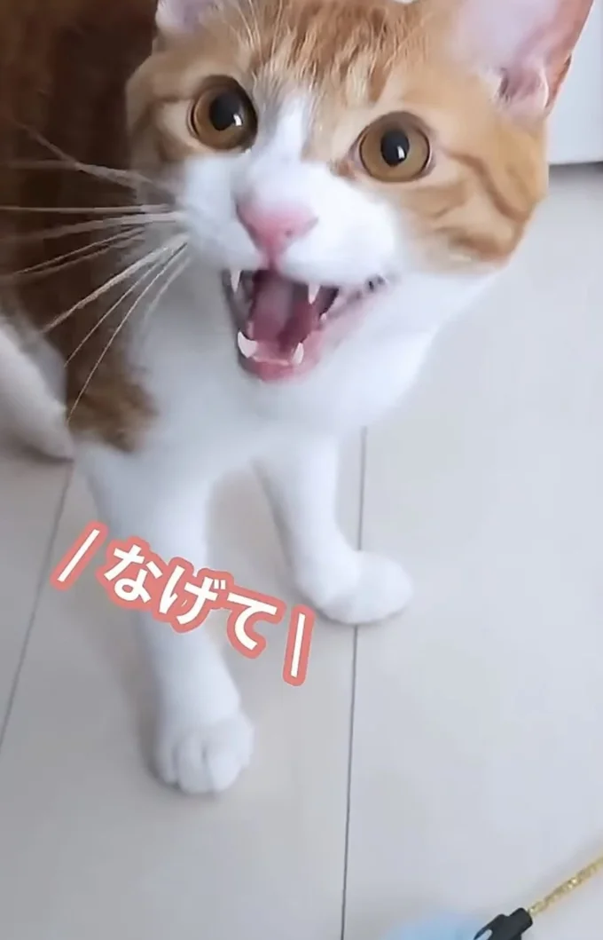 「おもちゃ投げて〜!」▶投げてもらい、取りに行くと…(⇒次へ)