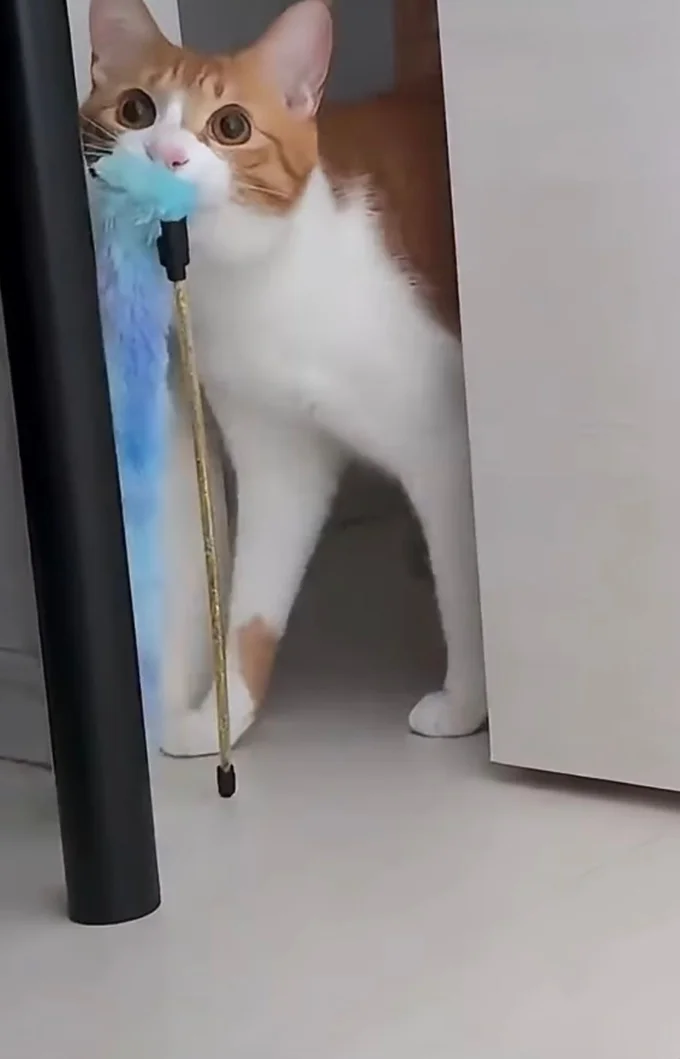 またおもちゃを持ってきた▶まるで人間!?(⇒次へ)