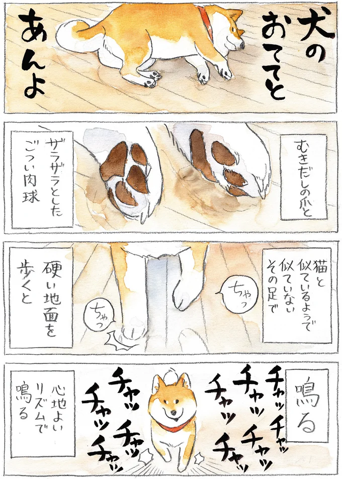『柴犬ぽんちゃん、今日もわが道を行く』より