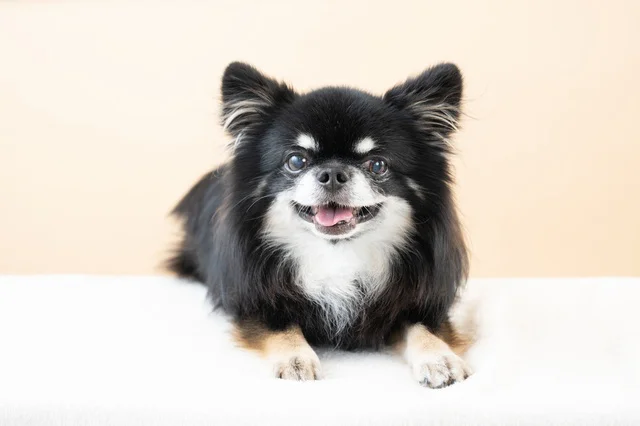 チーズが欲しくて手を伸ばした結果...スーパーマンになったチワワの結末