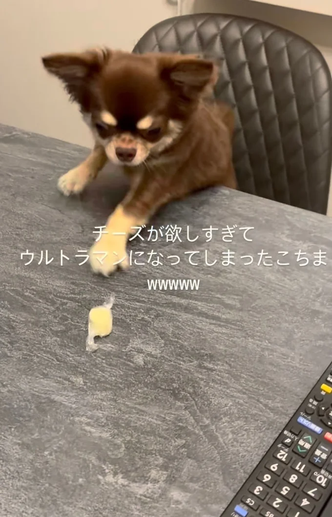 チーズに手を伸ばすココちゃん（⇒次へ）