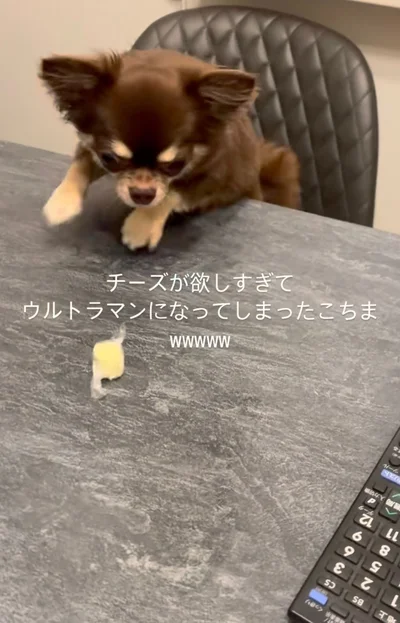 チーズに手が届かない…▶ピーンと手を伸ばすと…（⇒次へ）