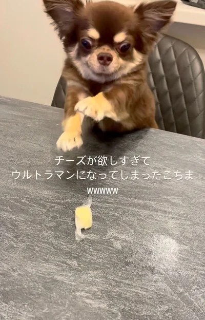 まるでスーパーマンのようなココちゃん▶チーズはゲットできるのか…！？（⇒次へ）