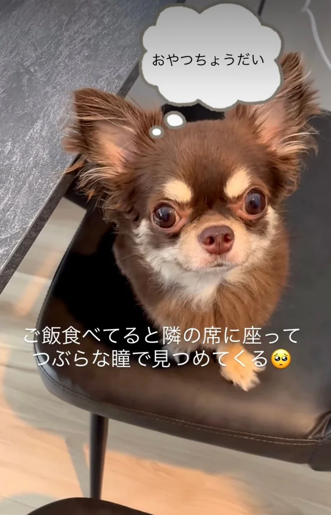 じっと見つめて、おやつをおねだり▶いつも側にいたい（⇒次へ）