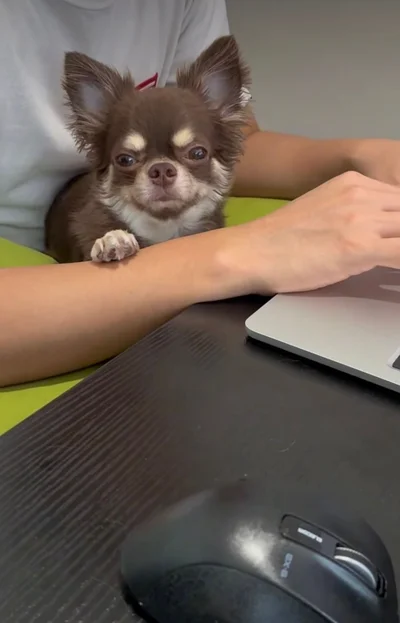 飼い主さんの膝上でまったり▶だんだん顔が…（⇒次へ）