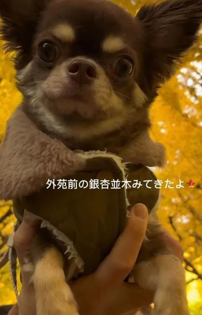 イチョウをバックに記念撮影▶まるでモデルさん（⇒次へ）