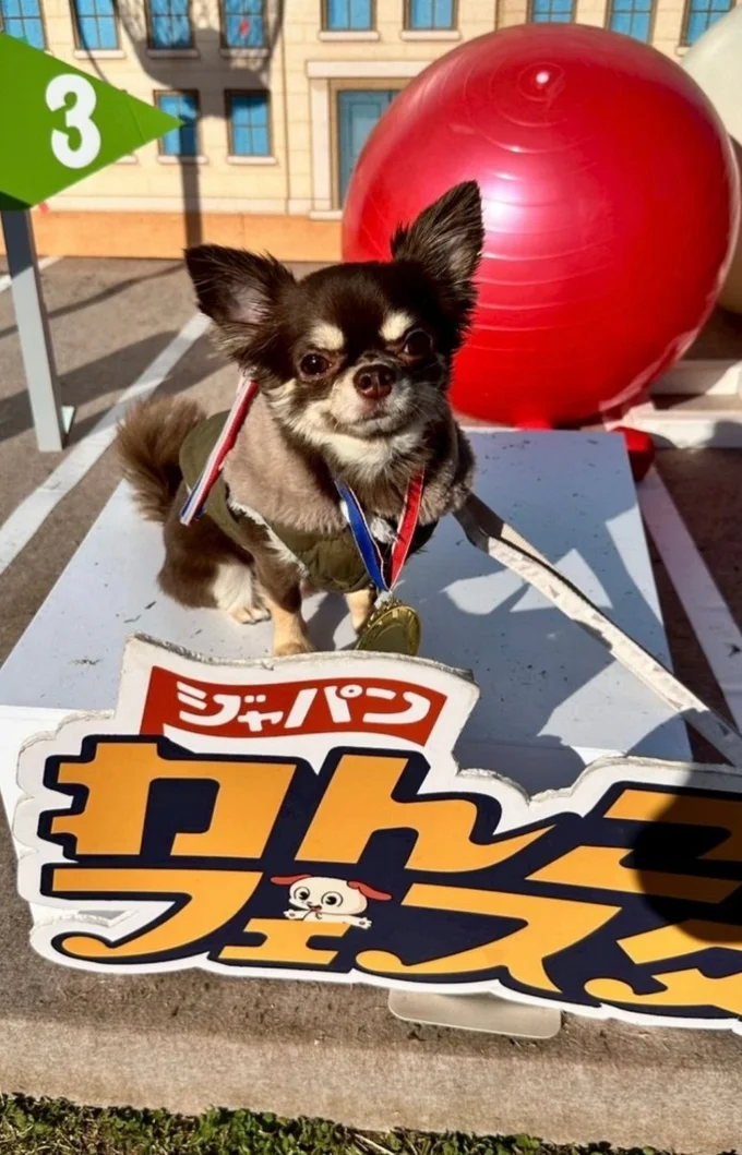 表彰台でハイポーズ！▶（次画像からマイペースな柴犬との実録をえがいた『柴犬ぽんちゃん、今日もわが道を行く』が読めます）