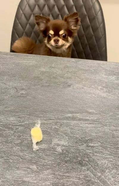 諦めて椅子に戻るココちゃん▶キュンとしちゃう普段の様子（⇒次へ）