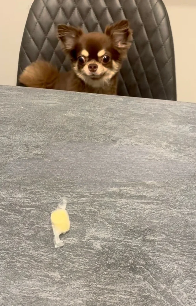 諦めて椅子に戻るココちゃん▶キュンとしちゃう普段の様子（⇒次へ）