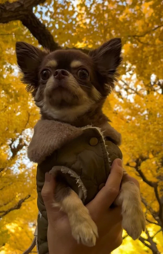黄葉にココちゃんの毛色が映えてる▶イベント参加も（⇒次へ）