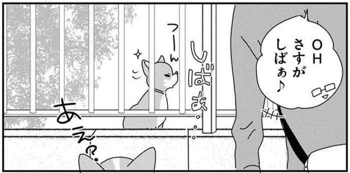 これぞ柴犬らしさ！ツレない態度だったはずが…意外な態度に「あれれ」