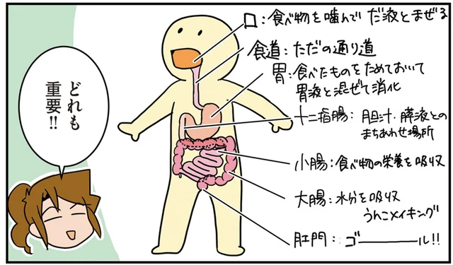 「ごはんの通り道」を手術するのが消化器外科！ 管の通りに一喜一憂する外科医夫婦