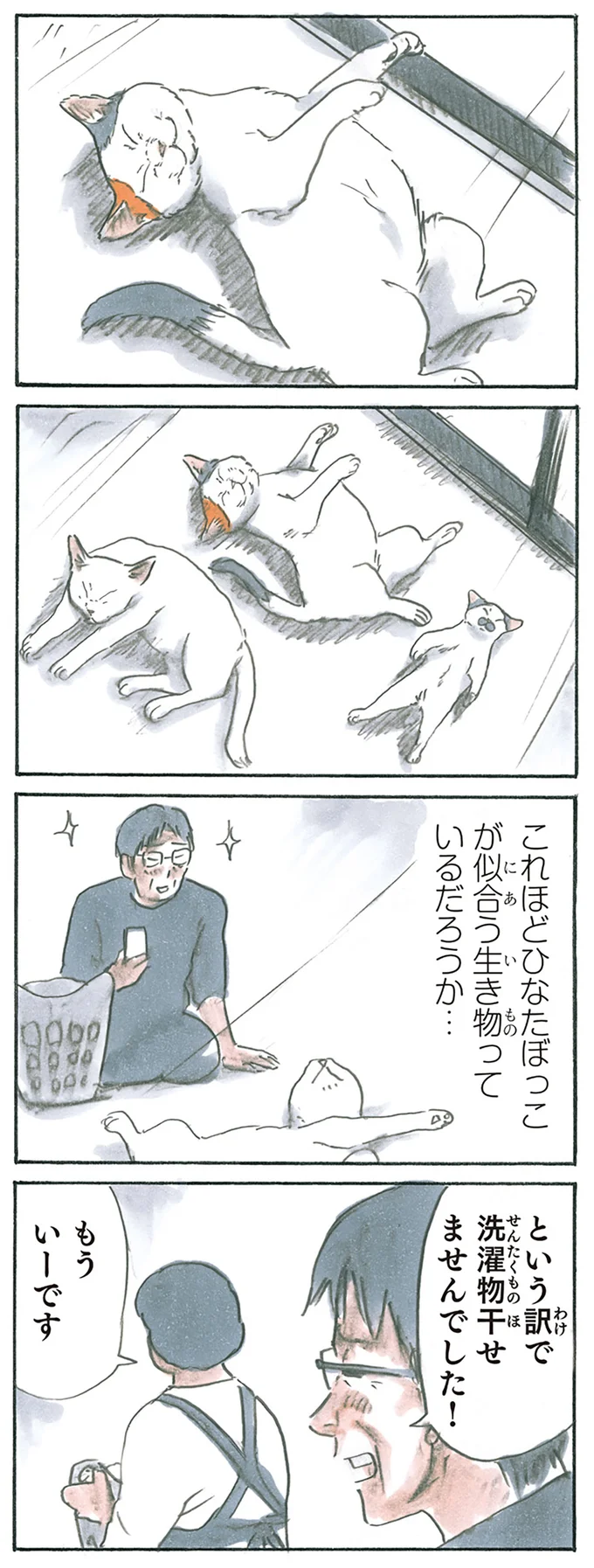 窓際は猫の聖域