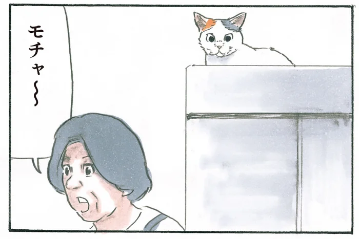 名前を呼んでも返事なし。探していた猫とようやく目が合うと？