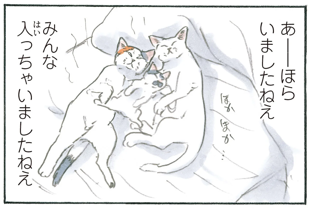 みんな入っちゃう！ 猫の作った「巣穴」で見られる幸せな光景 - レタス