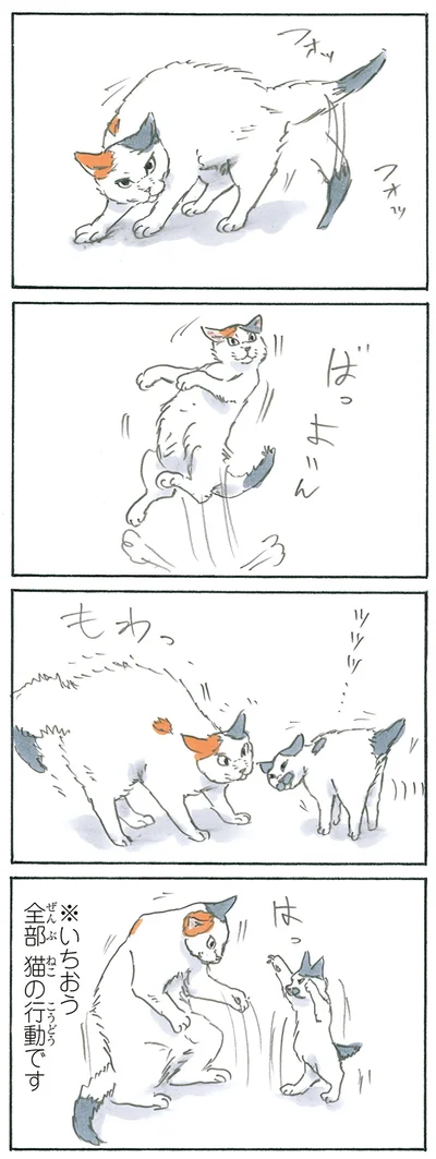 猫なんです