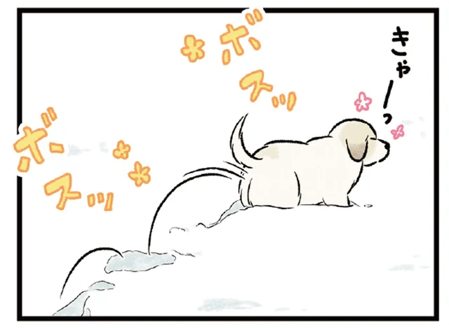 真っ白な雪にテンション爆上がり！ お散歩中の犬たちが可愛すぎる