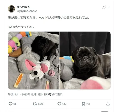 お見舞いの品をお届けする愛犬▶飼い主さんが起きるとそこには…（⇒次へ）