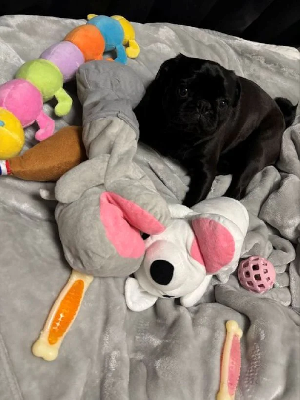 お気に入りのおもちゃを運んできたつくねくんの姿が▶飼い主さんをやさしく見守るつくねくん(⇒次へ)