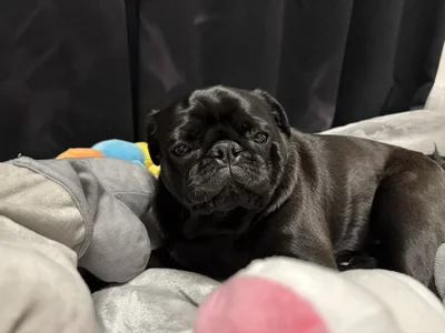 こんな表情で見つめられたらたまりませんね！▶おやつを見つめる目は、一味違います（⇒次へ）