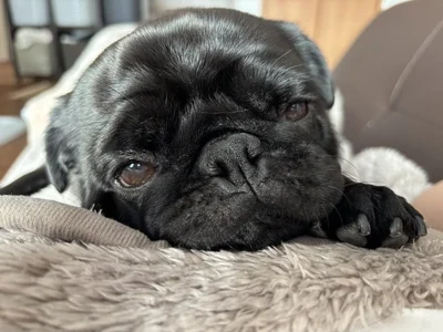 つくねくんと過ごす癒し時間▶大あくびのつくねくん（⇒次へ）