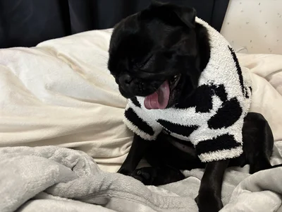 外は寒いので散歩に行きたくない様子…▶いたずらしたときには、机の下に隠れるつくねくん（⇒次へ）