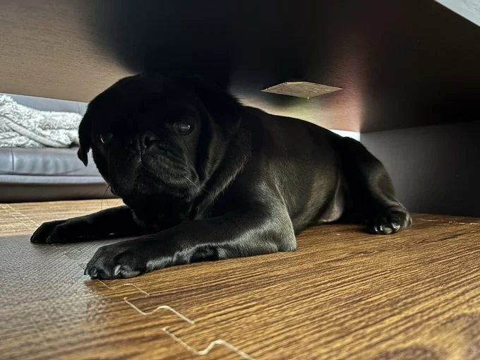 怒られる自覚、あり！？▶本日のメニューをチェック！（⇒次へ）