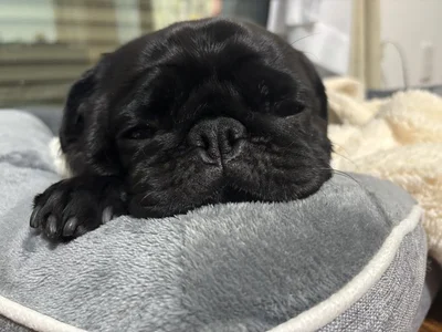 ドックランでランせず溶けてるつくねくん▶ドックランで日向ぼっこ中（⇒次へ）