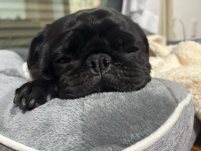 ドックランでランせず溶けてるつくねくん▶ドックランで日向ぼっこ中（⇒次へ）