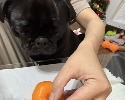 何をもらえるんですか？▶愛情たっぷりの手作りごはん（⇒次へ）