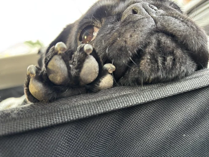 このアングル、たまらない…！▶飼い主さんに寄り添うつくねくん（⇒次へ）