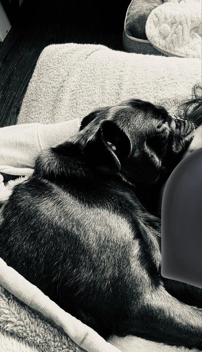 ママが大好き♪ ▶（次画像からほっこりする犬好きさん続出の、わんちゃん観察型ショートコミック『あしょんでよッ〜うちの犬ログ〜2』が読めます）