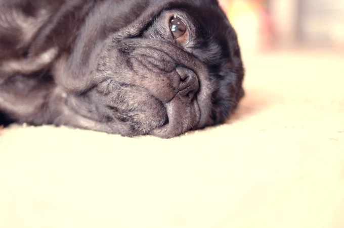 飼い主思いの黒パグが話題に