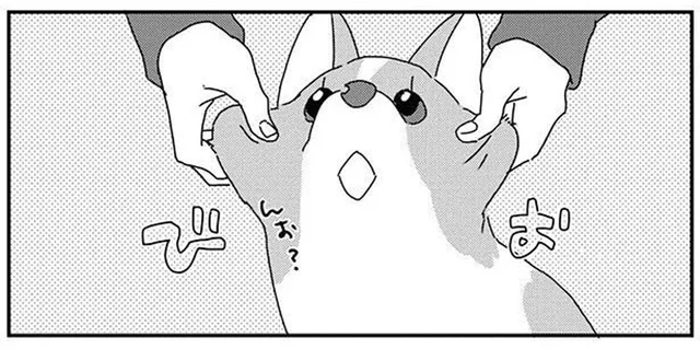 こんなにたるんでいるのになぜ？老けないコーギーが羨ましい！