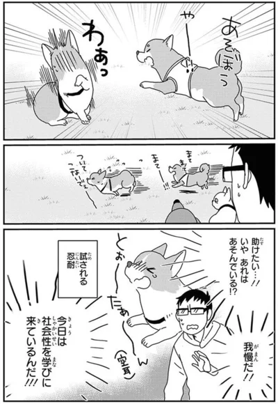 『あしょんでよッ〜うちの犬ログ〜10』より