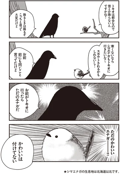 『永久機関シマエナガ-シマエナガとカラスさん-』より