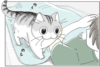 お昼寝時にやってきた猫