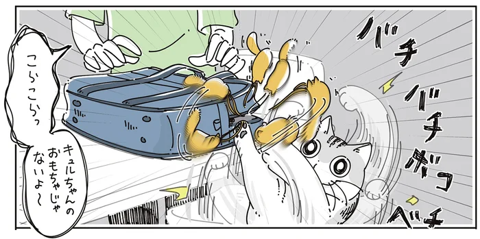 「おもちゃじゃないよ～」カバンについているストラップを一生懸命攻撃する猫