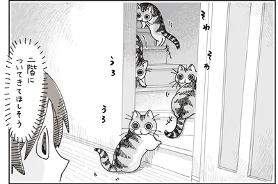 そわそわ猫