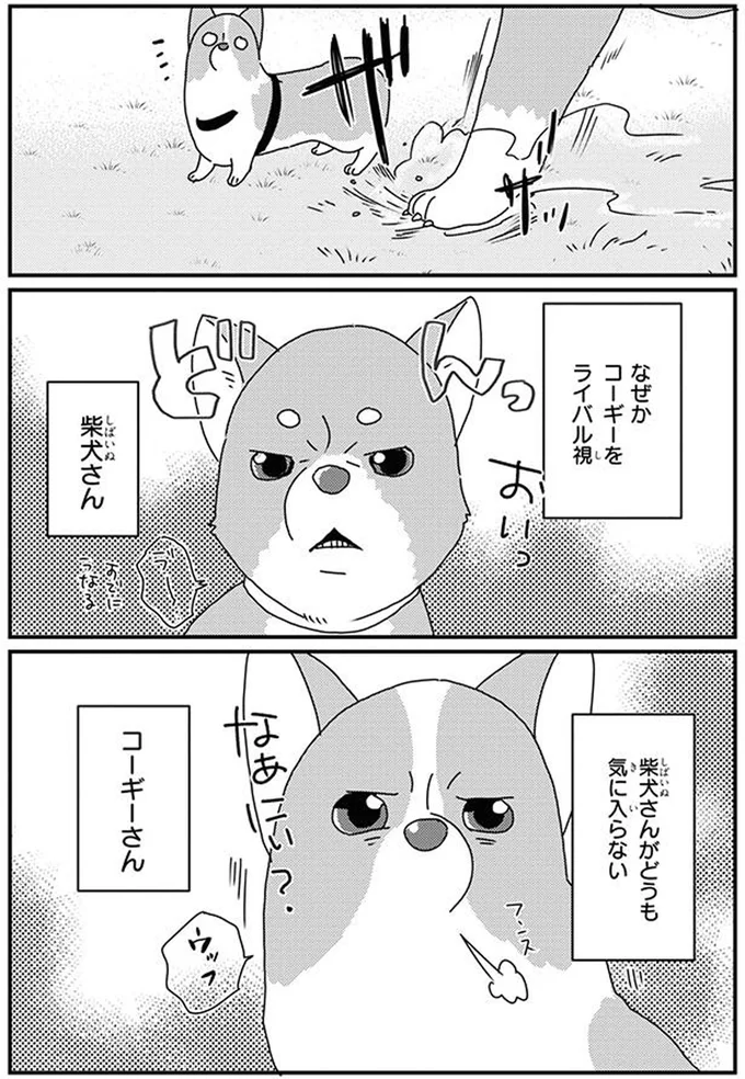 柴犬さん
