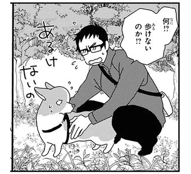 クヌギには気をつけろ！思わぬトラップにかかる散歩中のワンコ