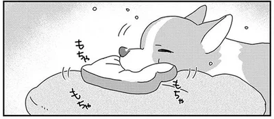 おもちゃを手放したくないワンコと、それを洗濯したい飼い主さんの攻防戦