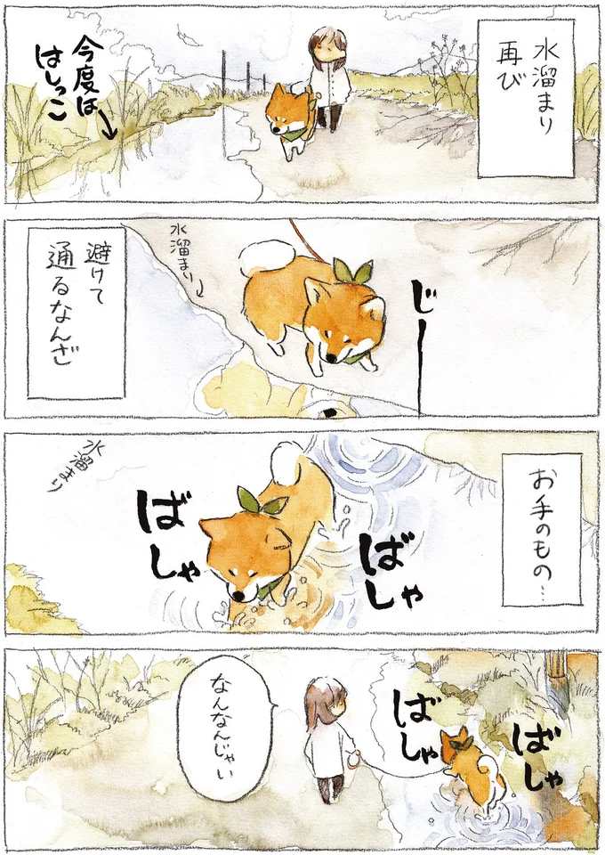 『柴犬ぽんちゃん、今日もわが道を行く2』より