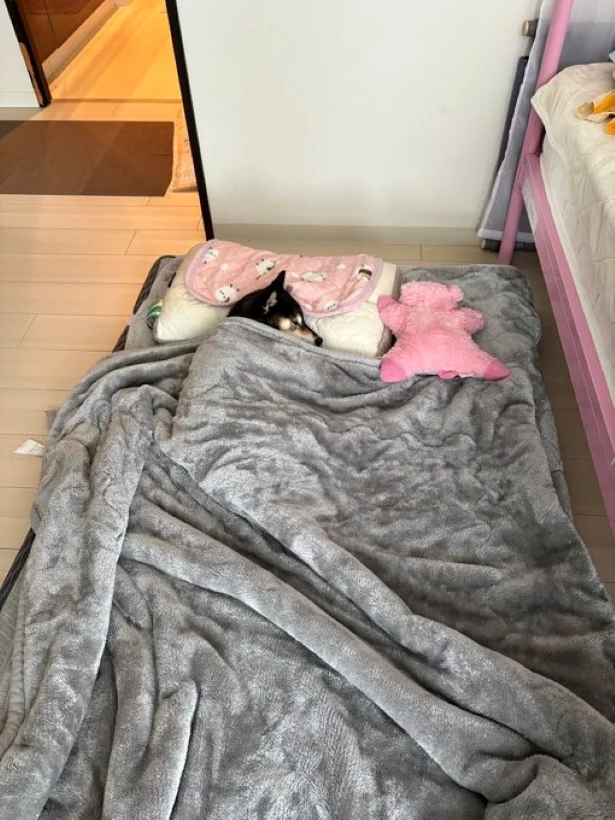 寝相がいいあずきちゃん▶後頭部も完全に人（⇒次へ）